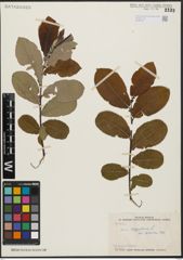 Foto von Salix aegyptiaca L.